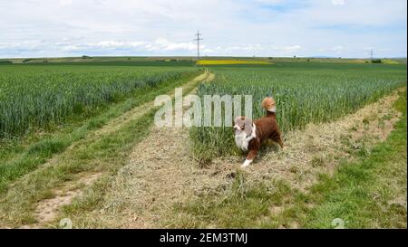 Australischer Schafhund, der an einem heißen Sommertag in der deutschen Landschaft spazieren geht. Stockfoto