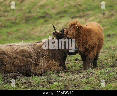 Frühling 2021 Highland Kalb mit Mutter Stockfoto