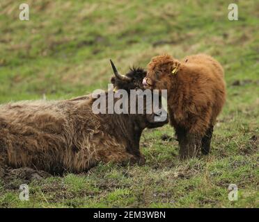 Frühling 2021 Highland Kalb mit Mutter Stockfoto