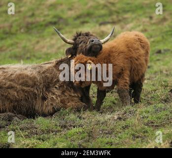 Frühling 2021 Highland Kalb mit Mutter Stockfoto