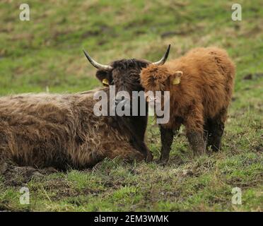 Frühling 2021 Highland Kalb mit Mutter Stockfoto