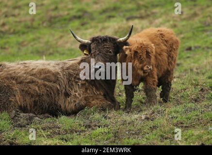 Frühling 2021 Highland Kalb mit Mutter Stockfoto