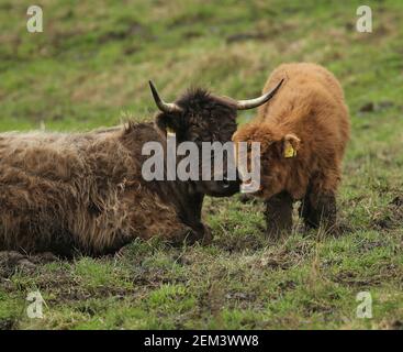 Frühling 2021 Highland Kalb mit Mutter Stockfoto