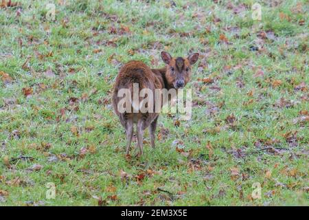 Muntjac Deer: An einem kalten Wintermorgen im Woburn Deer Park, England, Großbritannien Januar 2021 Stockfoto