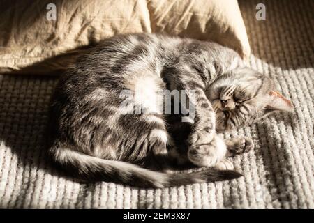 Tabby graue Katze liegt auf dem Bett in den Strahlen der Sonne und schlafen. Erholung. Liebe für Haustiere Stockfoto