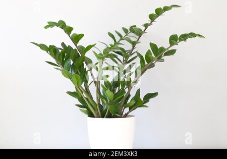 Grüne Zamioculcas zamiifolia Pflanze in weißem Blumentopf auf hellem Hintergrund Stockfoto