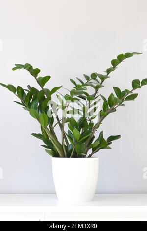 Grüne Zamioculcas zamiifolia Pflanze in weißem Blumentopf auf hellem Hintergrund Stockfoto