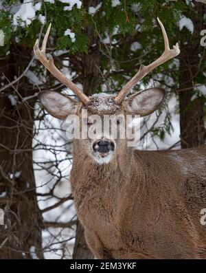 Weißschwanzhirschbock isoliert stehend im Winterschnee in Kanada Stockfoto