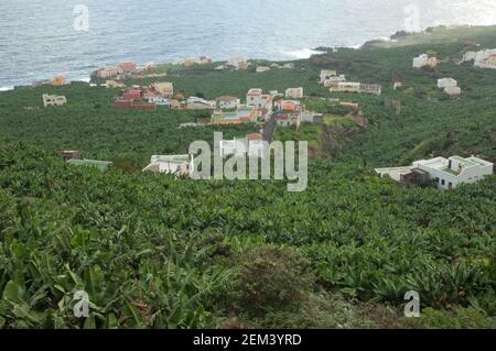 Bananenplantage entlang der Küste. San Andres y Sauces. La Palma. Kanarische Inseln. Spanien. Stockfoto