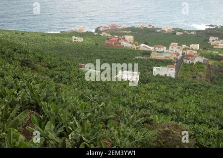 Bananenplantage entlang der Küste. San Andres y Sauces. La Palma. Kanarische Inseln. Spanien. Stockfoto