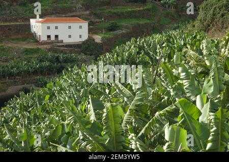 Bananenplantage und Haus in San Andres y Sauces. La Palma. Kanarische Inseln. Spanien. Stockfoto