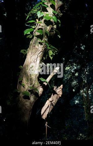 Kanarischer Efeu Hedera canariensis wächst einen Baum auf. Barlovento. La Palma. Kanarische Inseln. Spanien. Stockfoto