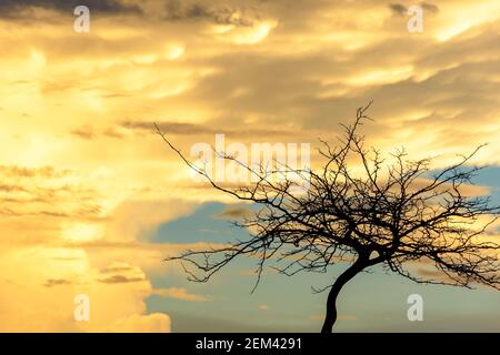 Silhouette von trockenen Ästen während des Sonnenuntergangs mit großen Wolken Im Hintergrund Stockfoto