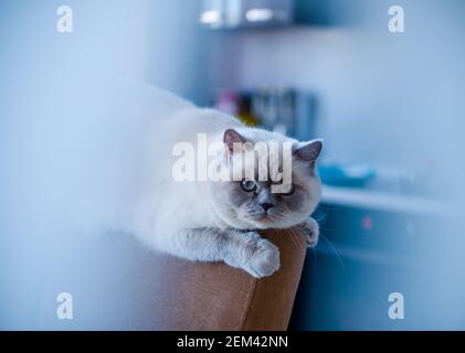perser weiß flauschige Katze zu Hause auf einem Stuhl und Auf einem Fenster Stockfoto