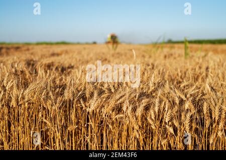 Weizenfeld im Fokus mit Mähdrescher Ernte hinter. Stockfoto