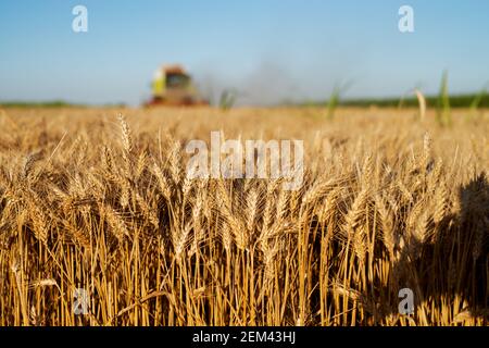 Weizenfeld im Fokus mit Mähdrescher Ernte hinter. Stockfoto