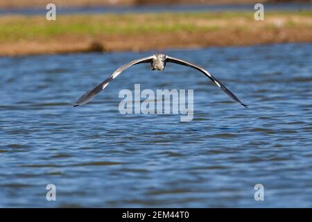 Ein Graureiher, der im Mana Pools National Park in Simbabwe über Wasser fliegt. Stockfoto