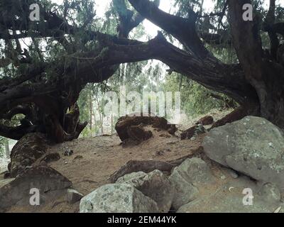 Nebelwald schafft surreales Bild von Bäumen Stockfoto