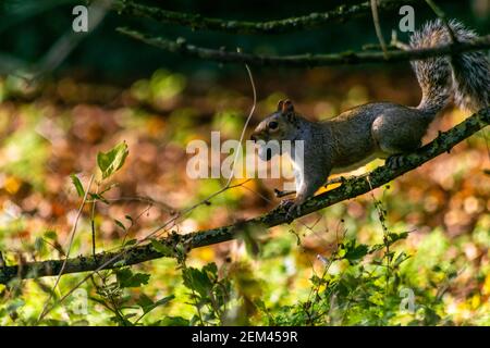 Graues Eichhörnchen sitzt auf einem Zweig hält eine große Nuss im Mund, britische Nagetier in der Tierwelt, Tierprofil Ansicht in hellen Farben Stockfoto