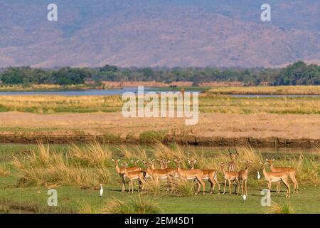 Eine Herde von Impala, alleiniges Mitglied der Gattung Aepyceros, gesehen auf der Zambezi Flußflutebene im Mana Pools National Park in Simbabwe. Stockfoto