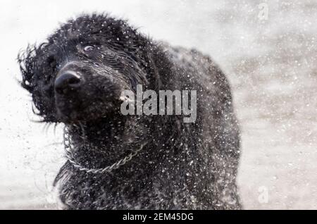 Schwarzer nasser labrador Retriever Hund schüttelt sein Fell trocken. Wasserspritzer fliegen herum. Sieht aus seinen Augen komisch aus. Stockfoto