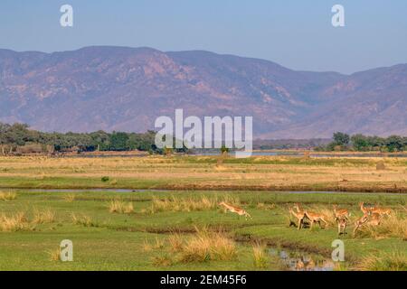 Eine Herde von Impala, alleiniges Mitglied der Gattung Aepyceros, gesehen auf der Zambezi Flußflutebene im Mana Pools National Park in Simbabwe. Stockfoto