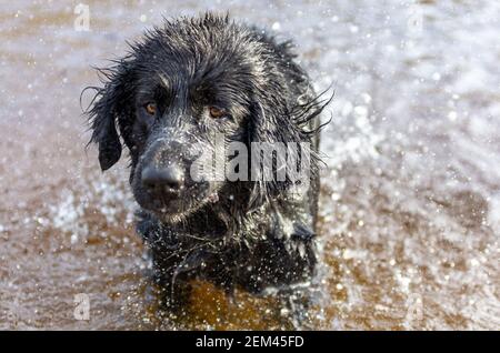 labrador Retriever Hund kommt aus dem Wasser nass tränkend. Wasserspritzer fliegen herum. Sieht lustig aus seinen Augen. Stockfoto