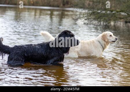 Seitenansicht zwei labrador Retriever Hunde. Schwarz und weiß Hund. Spielen im Wasser in der Natur Stockfoto