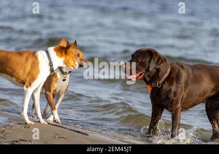 Drei Hunde plaudern am Strand Am Wasser Stockfoto