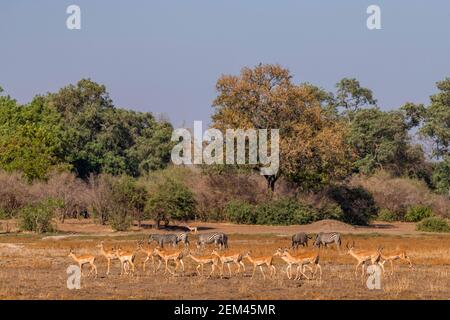 Eine Herde von Impala, alleiniges Mitglied der Gattung Aepyceros, gesehen auf der Zambezi Flußflutebene im Mana Pools National Park in Simbabwe. Stockfoto