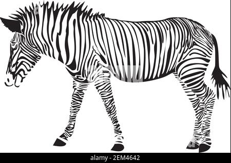 Zebra isoliert auf weißem Hintergrund Stock Vektor