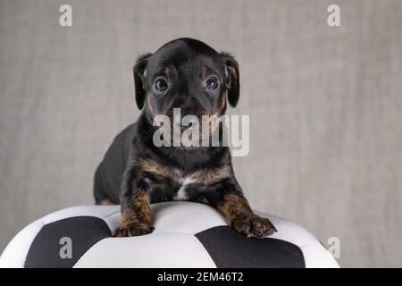 Jack Russell Terrier Welpe liegt auf einem weichen weißen mit schwarzem Spielzeugball, 5 Wochen alten brindle Hund. Selektiver Fokus auf die Augen Stockfoto