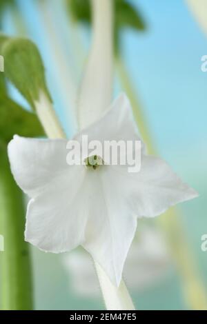 Nicotiana sylvestris AGM Ziertabakpflanze Stockfoto