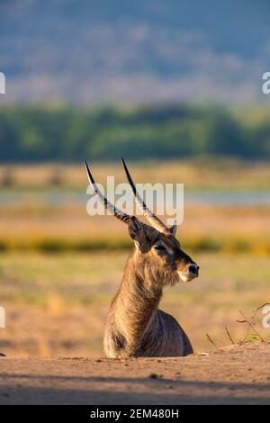 Ein großer Wasserbuk Männchen Kobus ellipsiprymnus gesehen in Zimbabwe Mana Pools National Park. Stockfoto