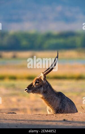 Ein großer Wasserbuk Männchen Kobus ellipsiprymnus gesehen in Zimbabwe Mana Pools National Park. Stockfoto