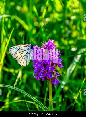 Weißer Schmetterling Aporia crataegi auf lila Dactylorhiza majalis Blume, auch bekannt als westliche Sumpforchidee, breitblättrige Sumpforchidee, Fan-Orchidee oder Co Stockfoto