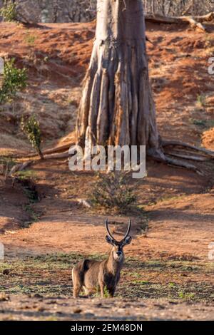 Ein großer Wasserbuk Männchen Kobus ellipsiprymnus gesehen in Zimbabwe Mana Pools National Park. Stockfoto