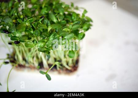 Draufsicht Microgreens Sonnenblume auf weißem Hintergrund, Vegan Micro Sonnenblumen Grüntriebe, Anbau gesunde Ernährung Konzept, Idee für gesundes veganes Essen d Stockfoto