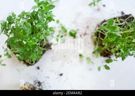 Draufsicht Microgreens Basilikum auf weißem Hintergrund, Vegane Micro Sonnenblumen Grüntriebe, Anbau gesunde Ernährung Konzept, Idee für gesunde vegane Lebensmittel deliv Stockfoto