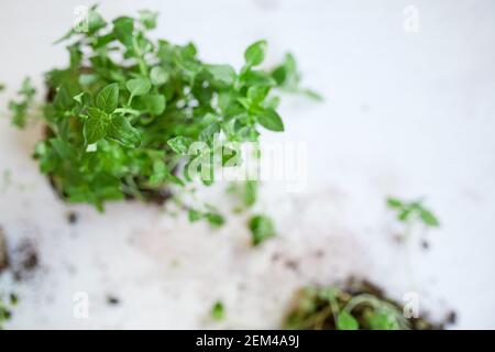 Draufsicht Microgreens Basilikum auf weißem Hintergrund, Vegane Micro Sonnenblumen Grüntriebe, Anbau gesunde Ernährung Konzept, Idee für gesunde vegane Lebensmittel deliv Stockfoto