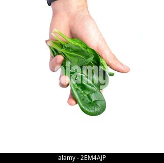 Ein Mann hält in der Hand die Blätter von grünem Spinat auf weißem Hintergrund. Stockfoto