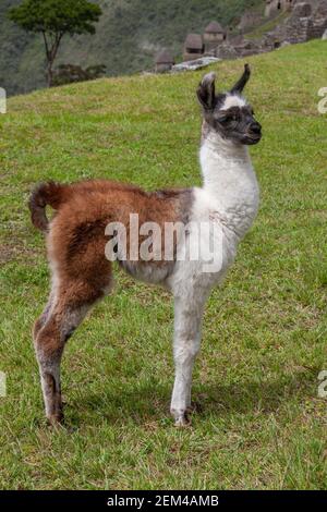 Ein junger Lama (Lama glama) in der Inka-Stadt Machu Picchu in Peru, Südamerika. Stockfoto