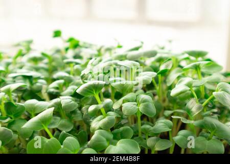 Micro Greens Rettich wächst in Box. Gesunder Lebensstil Stockfoto