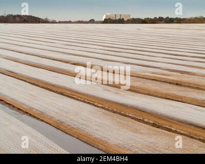 Ein Vordergrund eines Bauernfeldes mit Plastikmulch bedeckt Mit dem Kernkraftwerk Sizewell am fernen Horizont Stockfoto