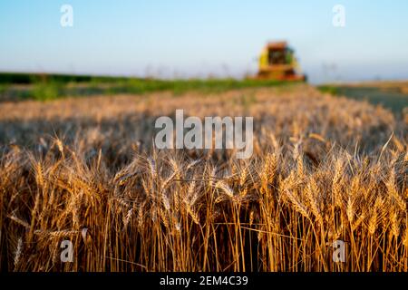 Weizenfeld im Fokus mit Mähdrescher Ernte hinter. Stockfoto