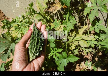 Weibliche Zupfen hält Bittergourd oder Bittermelone oder Karela wächst im Haus Hinterhof Bio indischen asiatischen Gemüse. Fruchtwachstum mit gelber Blüte Stockfoto