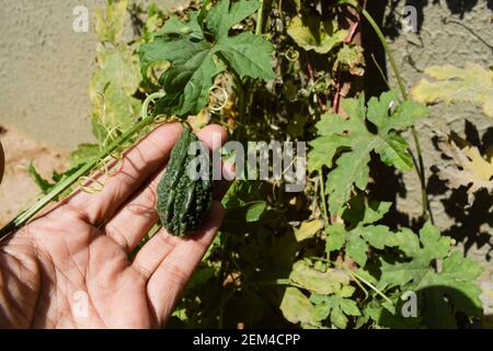 Frau Mädchen hält Zupfen Bittergourd oder Bittermelone oder Karela wächst im Haus Hinterhof Bio indischen asiatischen Gemüse. Obstbau mit gelben f Stockfoto