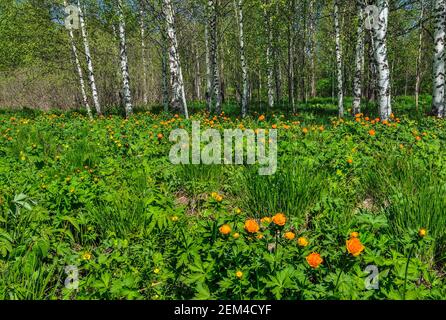 Blühende Lichtung von orangefarbenem trollius asiaticus oder Globenblumen im Frühling Birkenwald. Helle sonnige Frühlingslandschaft mit schöner blühender Wildfl Stockfoto