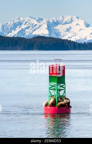 Eine Gruppe von Steller Seelöwen (Eumetopias jubatus), die auf einer Schifffahrtsboje vor der Küste Alaskas ruht, mit schneebedeckten Bergen im Hintergrund Stockfoto