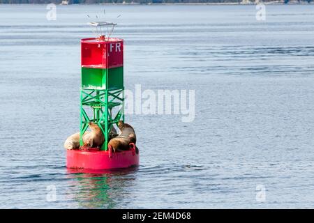 Eine Gruppe von Steller Seelöwen (Eumetopias jubatus) Ruhe auf einer Schifffahrtsboje vor der Küste von Alaska Stockfoto